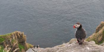 Noorwegen vogeleiland Runde Sophie Kracht RonReizen.nl Papegaaiduiker