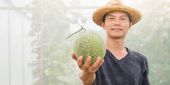 Vierkante watermeloenen in Japan