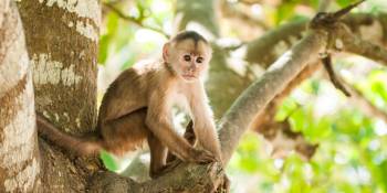 Peru Loreto natuur jungle RonReizen.nl