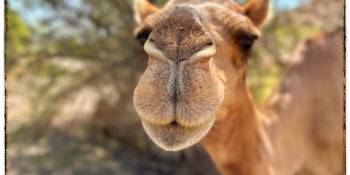 Prijsvraag Oman RAK RonReizen TV RonReizen.nl