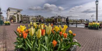 Nederland Tulp Festival Amsterdam 2025 RonReizen.nl