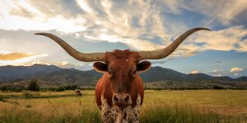 Groot, groter, groots in Texas