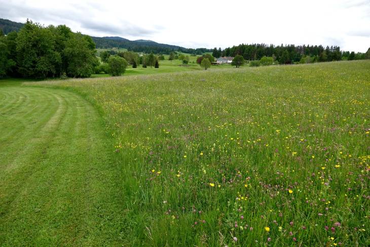 Frankrijk Jura golf Ron Peereboom Voller RonReizen.nl