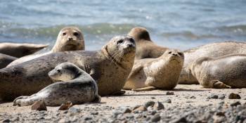 Zeehonden