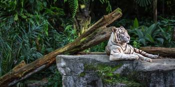 Dierentuin