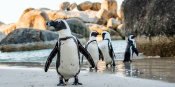Pinguïns