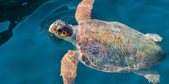 Schildpad