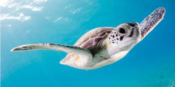 Zeeschildpad
