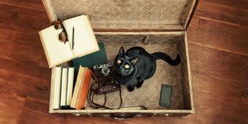 Zwarte kat