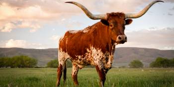 Texas Longhorn