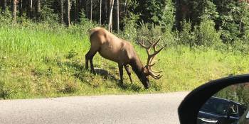 Mooie natuurparken rond Edmonton in Canada
