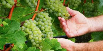 Harmke op wijnreis naar Zuid-Tirol