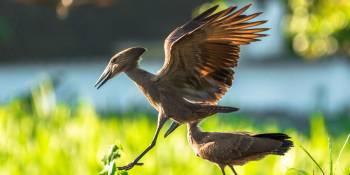 Vogels in Malawi