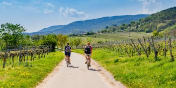 Fietsen tussen wijngaarden