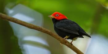 Costa Rica Geelbroekmanakin - RonReizen