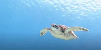 Holland America Line video zeeschildpadden RonReizen