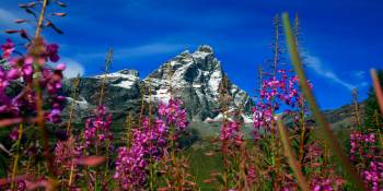 Valle d'Aosta in bloei