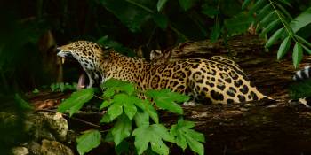 Jaguar