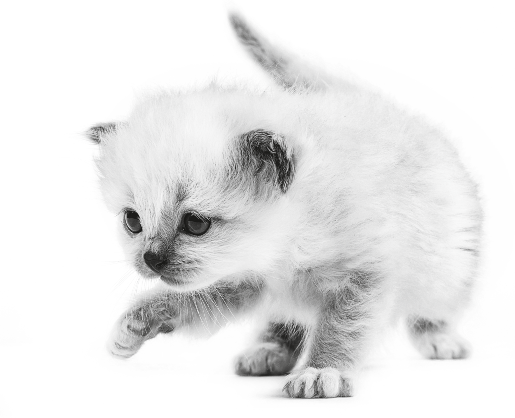 Royal Canin Для Котят