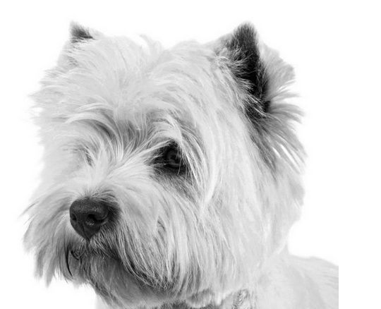 Royal Canin Для Щенков