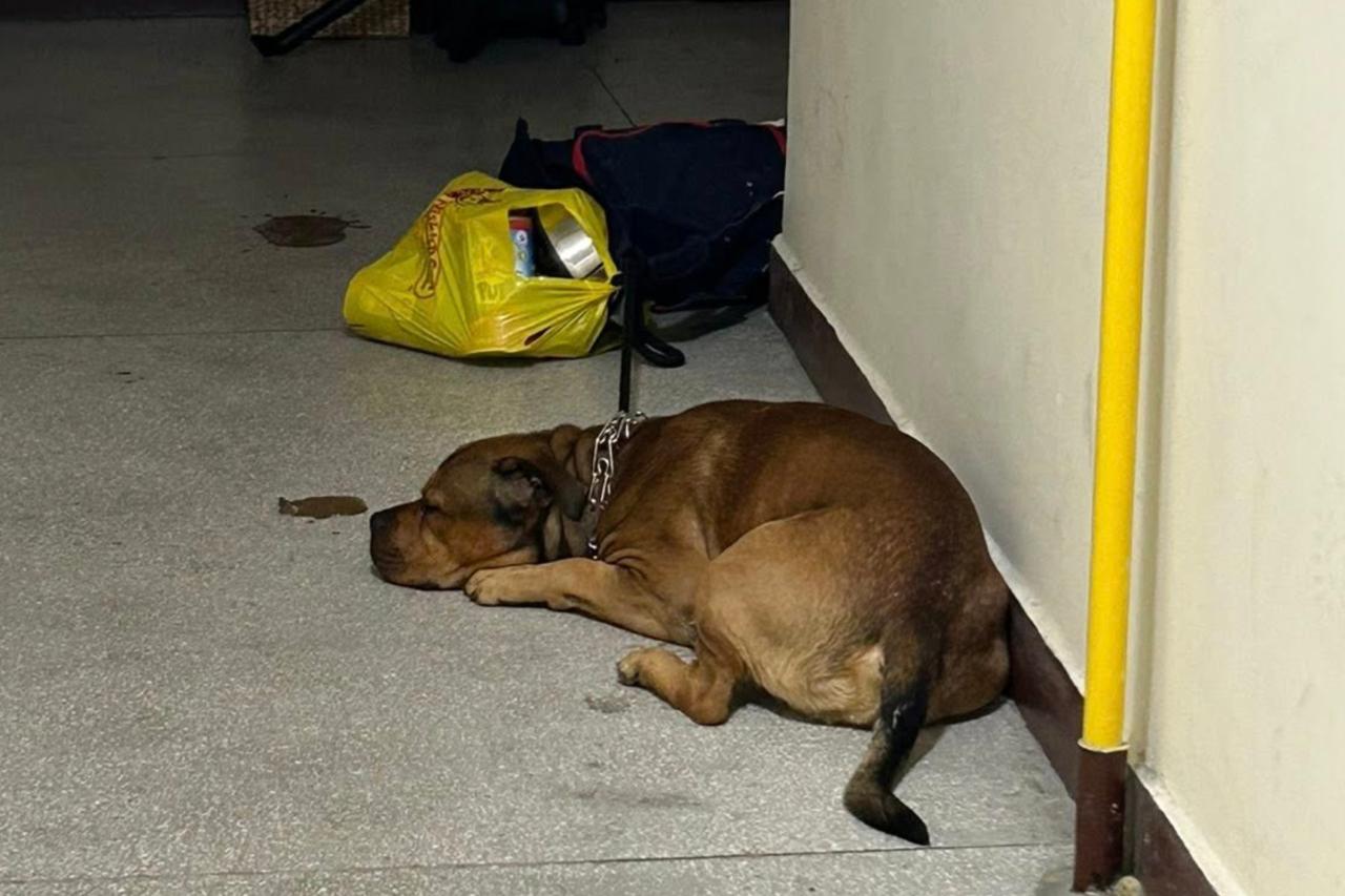 Ktoś podrzucił psa w kolczatce do bloku na Saskiej Kępie. "Został przywiązany do toreb z jedzeniem dla niego i miską"