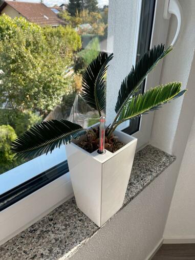 Cycas aus Italien in Lechuza Topf und Pon - Sehr Pflegeleicht -