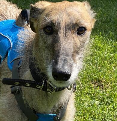 schchterne Galga Blaze (Tierschutz)