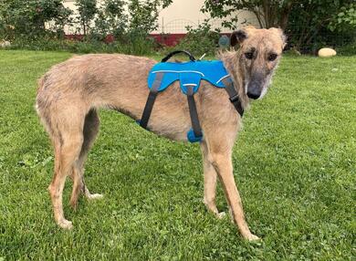 sanfte, schchterne Galga Blaze (Tierschutz)