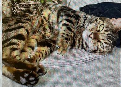 Verschmuste Bengalkatze