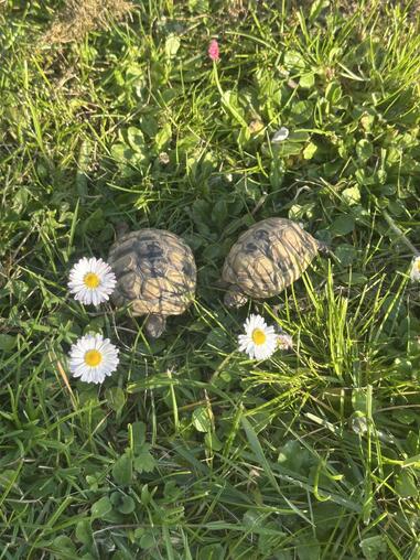 Griechische Landschildkrten