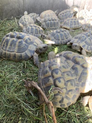 Griechische Landschildkrten