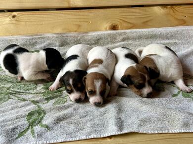 Jack Russell Welpen