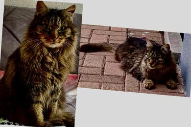 Kater TIGER vermisst
