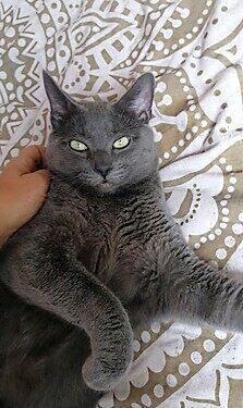 Kater entlaufen