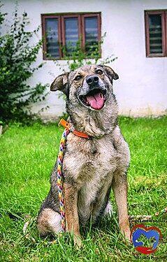 Schmusehund Fanny (Tierschutz)