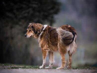 Tierschutzhund Dimo