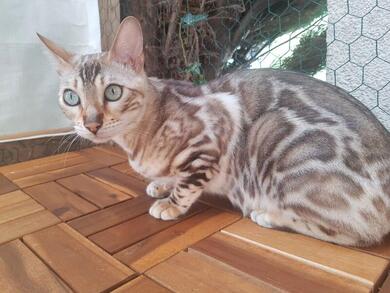 Reinrassige Zuchtkatze Bengal Snow Mink