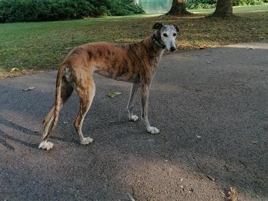 Span. Windhund entlaufen