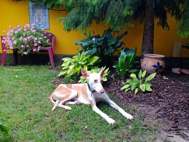 Harry - Reinrassiger Podenco,