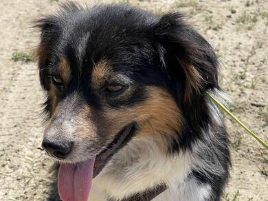Stundenweise Betreuung in Freiburg-Haslach gesucht fr den lieben kleinen Joschi