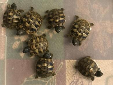 Griechische Landschildkrten
