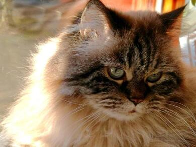 Suche ca. 4 Wochen lieben Pflegeplatz fr Sophie