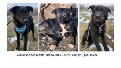 Liebe Geschwister, 1.5 Jahre, suchen jeweils ein Zuhause