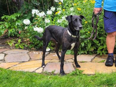 gechillter Labbi-Mix Nelson (Tierschutz)