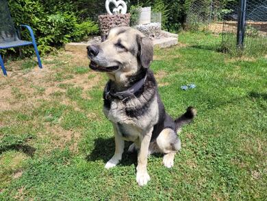 Husky-Schfer-Mix Senior Merlin (Tierschutz)