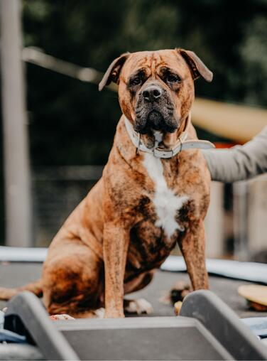 traurige Bulldog Bonny (Tierschutz)
