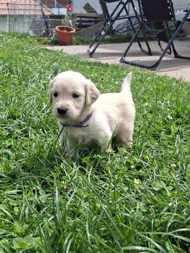 Golden Retriever Welpen