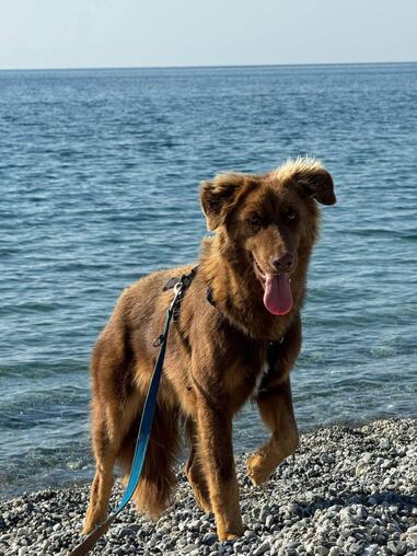 Schchterner Otto sucht ruhiges Zuhause