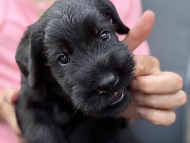 Riesenschnauzer