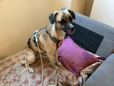Mops-Terrier Mix